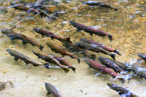 Alaska restricts king salmon fishing in northern Cook Inlet