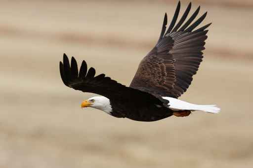 Officials investigate death of bald eagle on Alaska campus