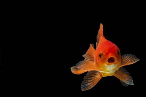 Invasive goldfish draw concern from wildlife officials