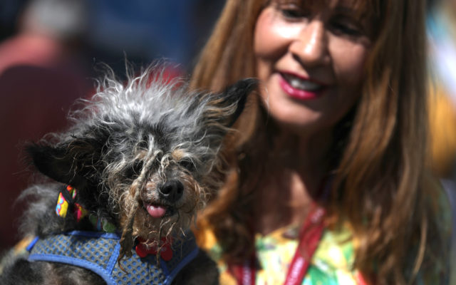 Scamp The Tramp is This Year’s Ugliest Dog