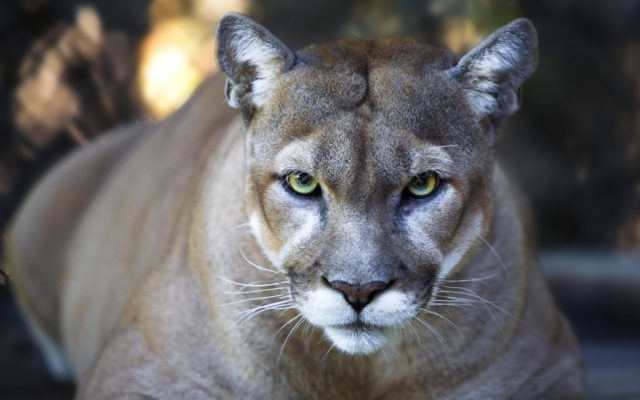 Woman Fights Off Cougar With Metallica