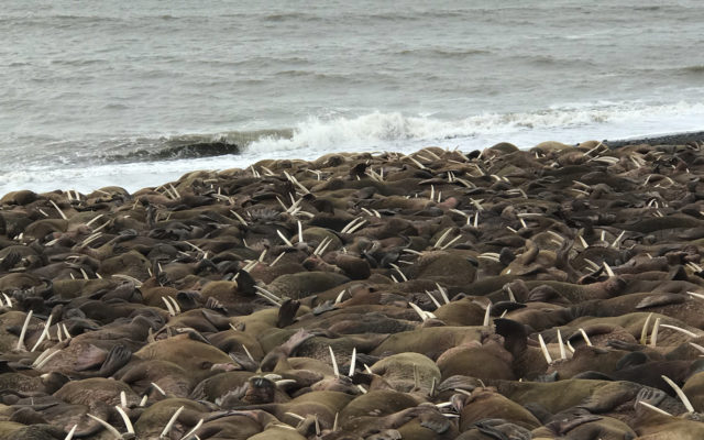 Pilots cited for flying low over walruses on Alaska beach
