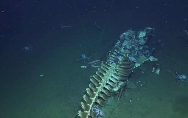 Scientists Watch Octopus Swarm Eat A Whale Skeleton