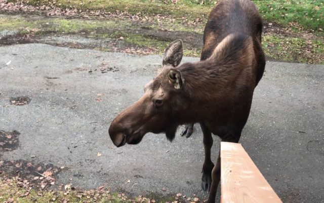 Relax With This Video of a Moose Eating an Entire Pumpkin