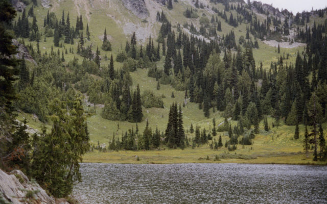 Researchers find economic opportunity in dead Alaska cedar
