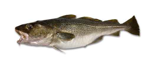 Gulf of Alaska cod losing sustainability certification label