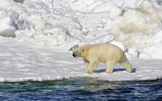 Whaling captain sentenced after killing polar bear