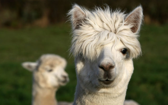 Why Not Invite A Llama To Your Next Zoom Meeting With Goat 2 Meeting!