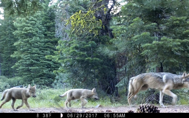 US agency to review possible protections for Alaska wolf