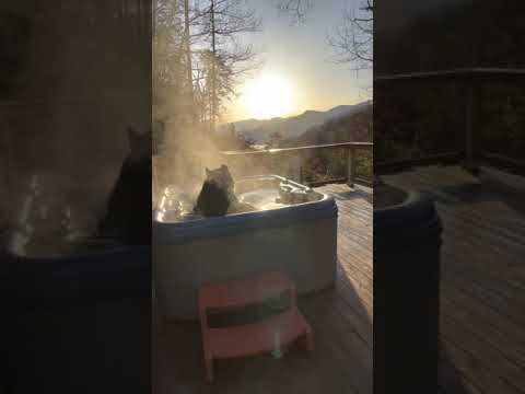 Bear Takes A Soak In The Jacuzz