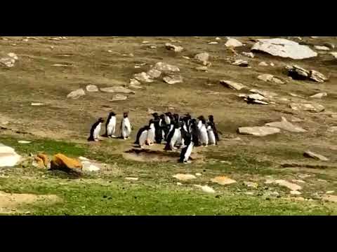 One Very Cool Penguin Has His Buddies Back
