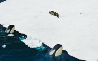 Orcas Crushing Ice