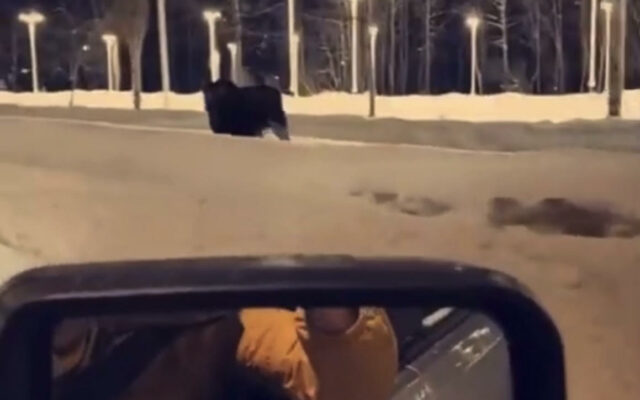 Full Story of the Viral Moose Attack in Anchorage
